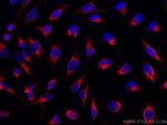 LAP3 Antibody in Immunocytochemistry (ICC/IF)