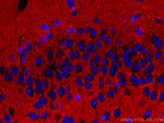 Syntaxin 1A/Syntaxin 1B Antibody in Immunohistochemistry (Paraffin) (IHC (P))