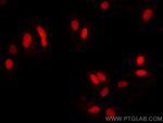 GMNN Antibody in Immunocytochemistry (ICC/IF)