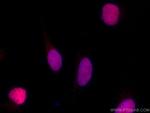 GMNN Antibody in Immunocytochemistry (ICC/IF)