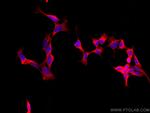 PHD2/EGLN1 Antibody in Immunocytochemistry (ICC/IF)