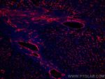 AOC3 Antibody in Immunohistochemistry (Paraffin) (IHC (P))