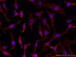 CD98/SLC3A2 Antibody in Immunocytochemistry (ICC/IF)