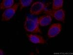 IFIT3 Antibody in Immunocytochemistry (ICC/IF)