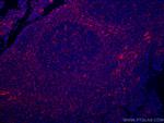 LAIR1 Antibody in Immunohistochemistry (Paraffin) (IHC (P))