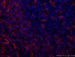 LAIR1 Antibody in Immunohistochemistry (Paraffin) (IHC (P))