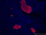 Ins1 Antibody in Immunohistochemistry (Paraffin) (IHC (P))