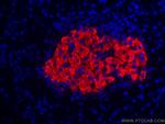 Ins1 Antibody in Immunohistochemistry (Paraffin) (IHC (P))