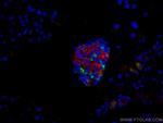 Ins1 Antibody in Immunohistochemistry (Paraffin) (IHC (P))