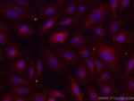 RHOC Antibody in Immunocytochemistry (ICC/IF)