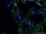 GOLPH3 Antibody in Immunocytochemistry (ICC/IF)