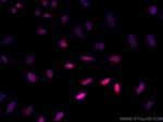 HNRNPA1 Antibody in Immunocytochemistry (ICC/IF)