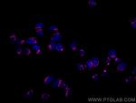 GOLGA2/GM130 Antibody in Immunocytochemistry (ICC/IF)