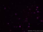 CD16/32 Antibody in Immunocytochemistry (ICC/IF)