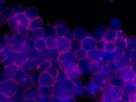 CD45 Antibody in Immunocytochemistry (ICC/IF)