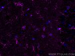 Glutamine Synthetase Antibody in Immunohistochemistry (PFA fixed) (IHC (PFA))