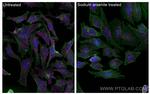 G3BP1 Antibody in Immunocytochemistry (ICC/IF)