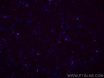 IBA1 Antibody in Immunohistochemistry (PFA fixed) (IHC (PFA))