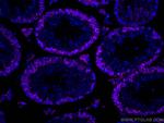 DAZL Antibody in Immunohistochemistry (Paraffin) (IHC (P))