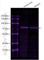 PKC Gamma Antibody in Western Blot (WB)