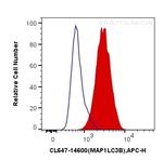 LC3 Antibody in Flow Cytometry (Flow)