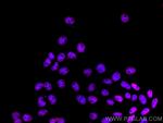 HDAC1 Antibody in Immunocytochemistry (ICC/IF)