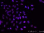 KAP1 Antibody in Immunocytochemistry (ICC/IF)