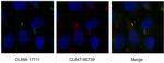 ARL13B Antibody in Immunocytochemistry (ICC/IF)