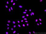 EIF4A3 Antibody in Immunocytochemistry (ICC/IF)