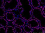 AIF Antibody in Immunohistochemistry (Paraffin) (IHC (P))