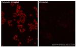 Phospho-STK11 (Thr189) Antibody in Immunocytochemistry (ICC/IF)