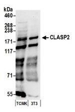 CLASP2 Antibody in Western Blot (WB)