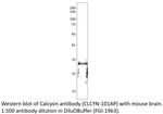 Calcyon Antibody in Western Blot (WB)