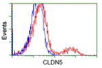 CLDN5 Antibody in Flow Cytometry (Flow)