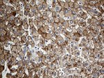 CLEC10A Antibody in Immunohistochemistry (Paraffin) (IHC (P))