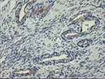 CLEC4E Antibody in Immunohistochemistry (Paraffin) (IHC (P))