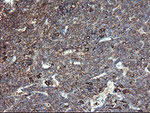 CLEC4E Antibody in Immunohistochemistry (Paraffin) (IHC (P))