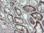 CLEC4E Antibody in Immunohistochemistry (Paraffin) (IHC (P))