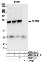 CLOCK Antibody in Western Blot (WB)