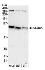 CLOCK Antibody in Western Blot (WB)