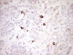 CLOCK Antibody in Immunohistochemistry (Paraffin) (IHC (P))