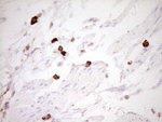 CLOCK Antibody in Immunohistochemistry (Paraffin) (IHC (P))