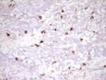 CLOCK Antibody in Immunohistochemistry (Paraffin) (IHC (P))