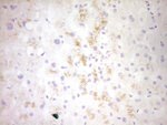 CLOCK Antibody in Immunohistochemistry (Paraffin) (IHC (P))