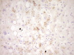 CLOCK Antibody in Immunohistochemistry (Paraffin) (IHC (P))