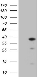 CLOCK Antibody in Western Blot (WB)