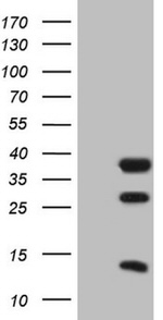 CLOCK Antibody in Western Blot (WB)