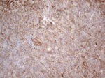 CLU Antibody in Immunohistochemistry (Paraffin) (IHC (P))