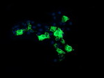 CMPK1 Antibody in Immunocytochemistry (ICC/IF)