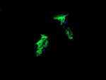 CMPK1 Antibody in Immunocytochemistry (ICC/IF)